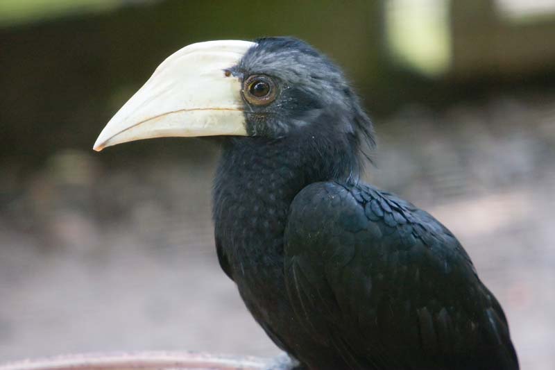 black hornbill Malaysia Pictures - Kuala Lumpur Pictures