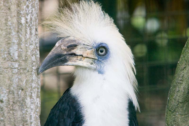 black white hornbill Malaysia Pictures - Kuala Lumpur Pictures