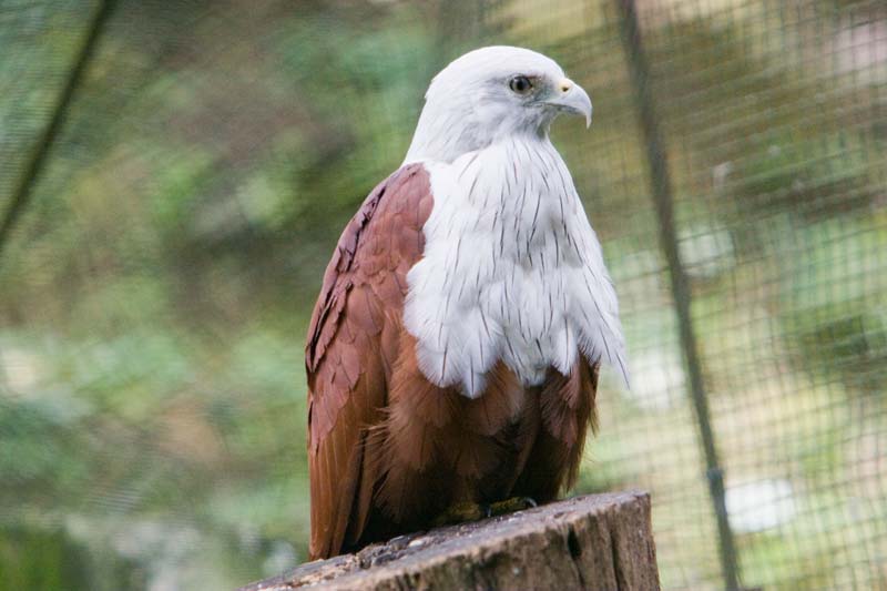 Brahminy Kite Malaysia Pictures - Kuala Lumpur Pictures