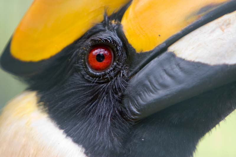 Hornbill eye Malaysia Pictures - Kuala Lumpur Pictures