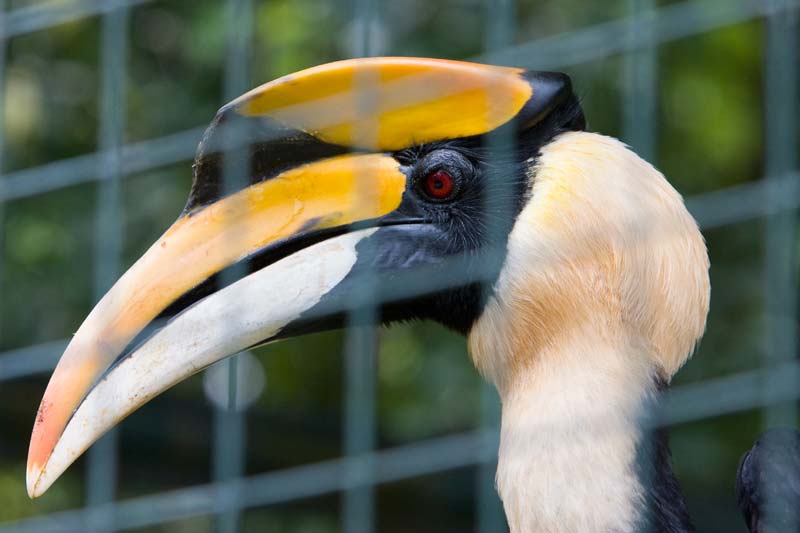 hornbill two Malaysia Pictures - Kuala Lumpur Pictures