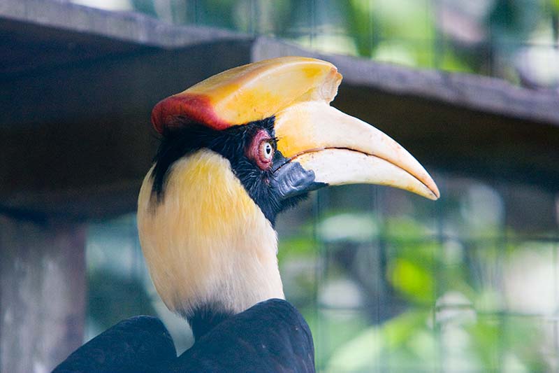 Hornbill Malaysia Pictures - Kuala Lumpur Pictures
