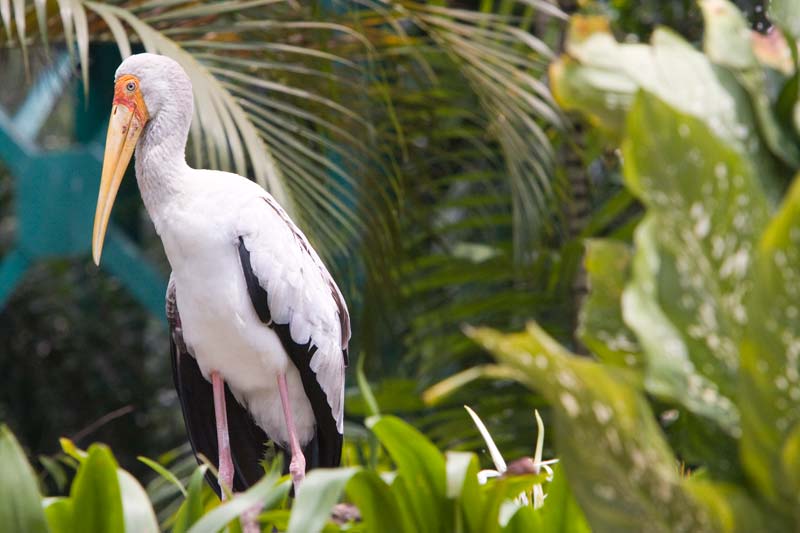 kl bird park bird Malaysia Pictures - Kuala Lumpur Pictures