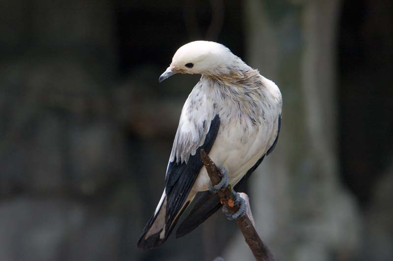 pigeon Malaysia Pictures - Kuala Lumpur Pictures