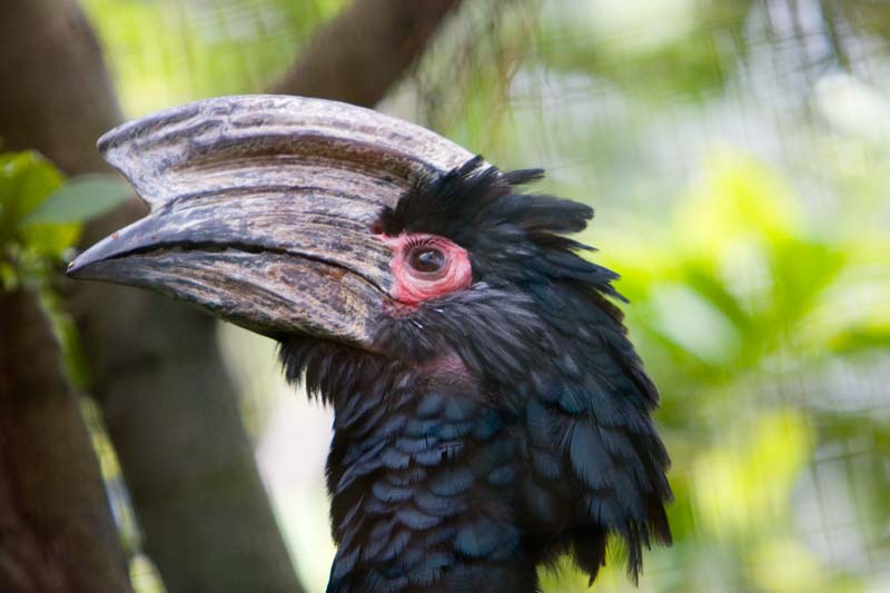 red eyed hornbill Malaysia Pictures - Kuala Lumpur Pictures
