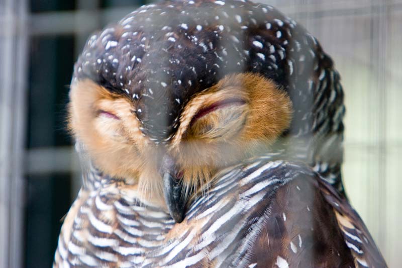 sleeping owl Malaysia Pictures - Kuala Lumpur Pictures