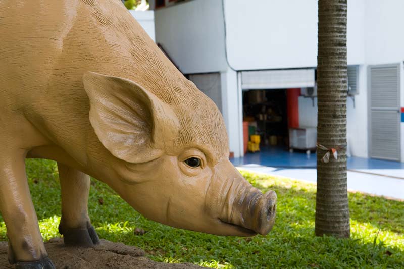 pig Malaysia Pictures - Kuala Lumpur Pictures
