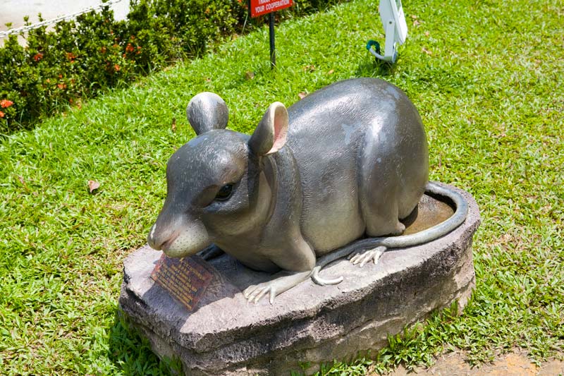 rat Malaysia Pictures - Kuala Lumpur Pictures