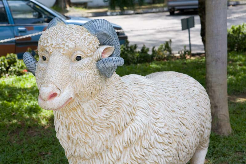 sheep Malaysia Pictures - Kuala Lumpur Pictures