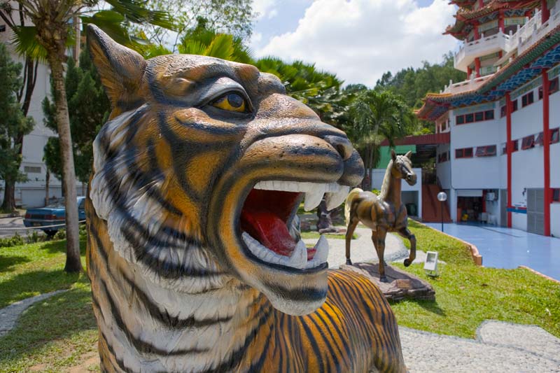 Tiger Malaysia Pictures - Kuala Lumpur Pictures
