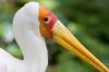 Bird close up