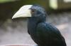 black hornbill