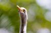 funny bird eyes
