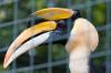 hornbill two