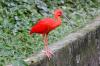 Orange Ibis