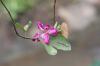 orchid in bird park