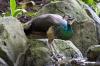 peacock two